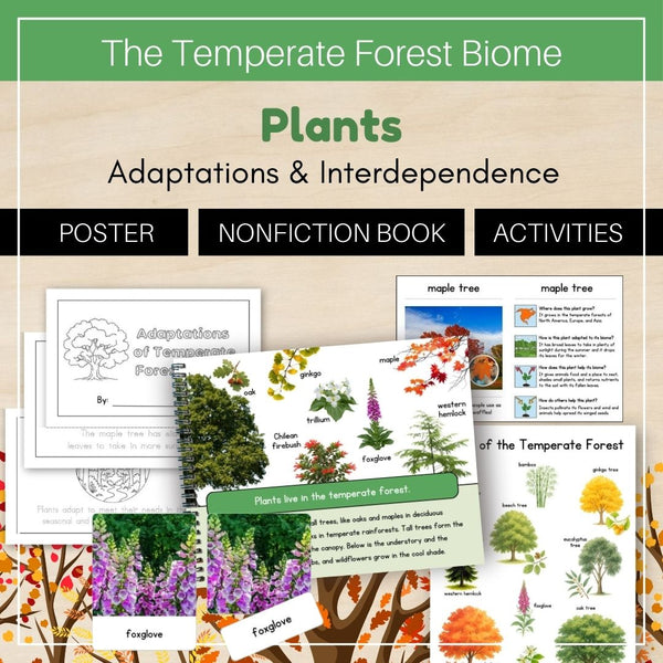 Temperate Forest Biome: Plants
