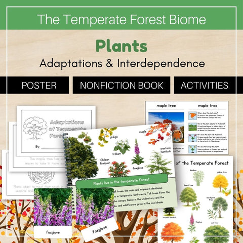 Temperate Forest Biome: Plants