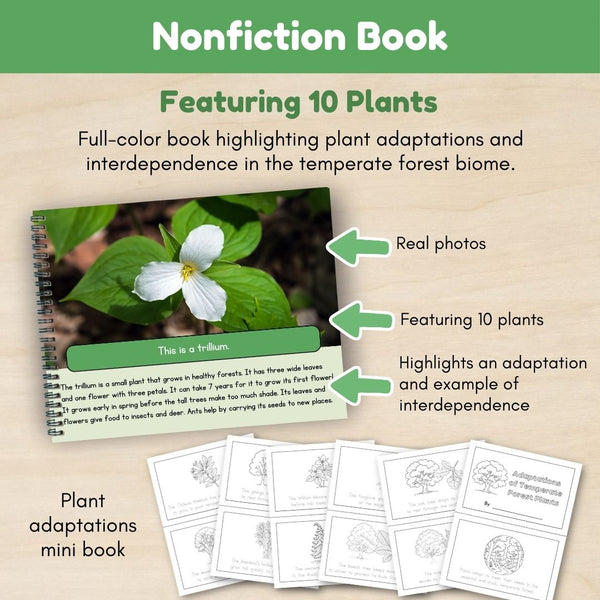 Temperate Forest Biome: Plants