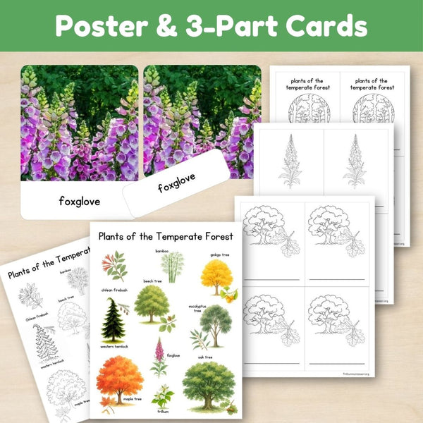 Temperate Forest Biome: Plants