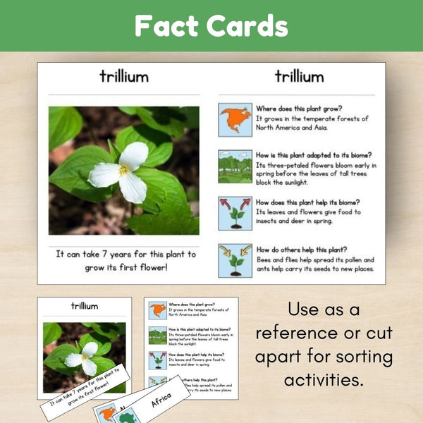 Temperate Forest Biome: Plants