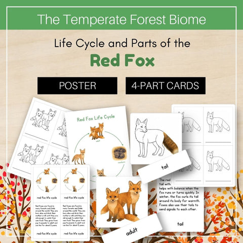 Temperate Forest Biome: Life Cycle and Parts of a Red Fox