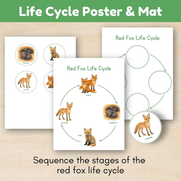 Temperate Forest Biome: Life Cycle and Parts of a Red Fox
