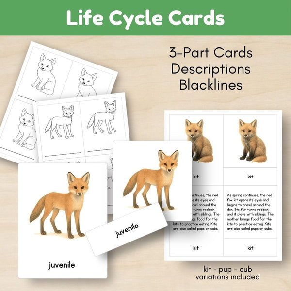 Temperate Forest Biome: Life Cycle and Parts of a Red Fox