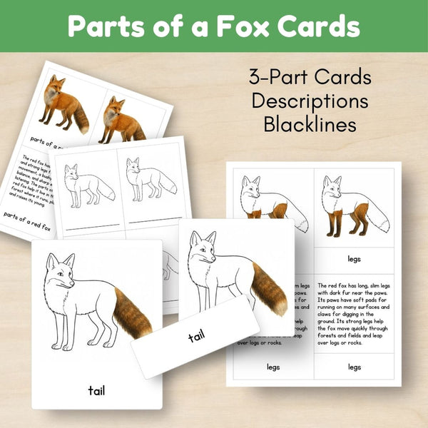 Temperate Forest Biome: Life Cycle and Parts of a Red Fox