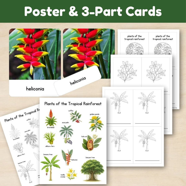 Tropical Forest Biome: Plants - Trillium Montessori