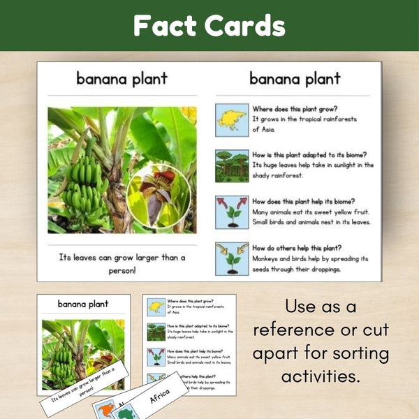Tropical Forest Biome: Plants - Trillium Montessori
