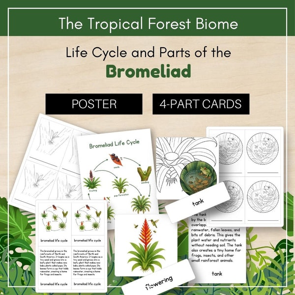 Tropical Forest Biome: Life Cycle and Parts of a Bromeliad - Trillium Montessori