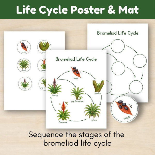 Tropical Forest Biome: Life Cycle and Parts of a Bromeliad - Trillium Montessori