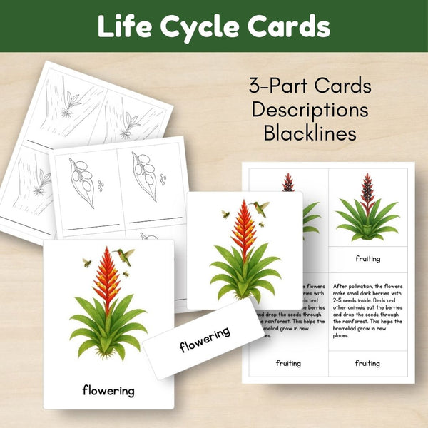Tropical Forest Biome: Life Cycle and Parts of a Bromeliad - Trillium Montessori