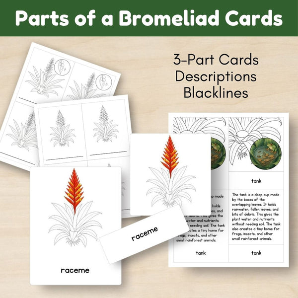 Tropical Forest Biome: Life Cycle and Parts of a Bromeliad - Trillium Montessori