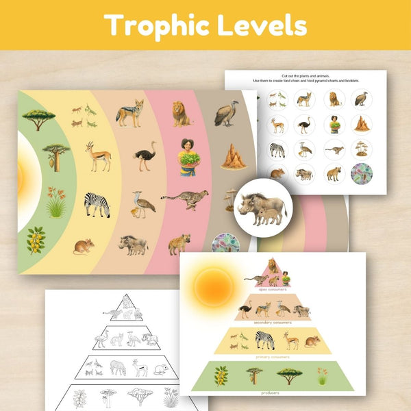 Grassland Biome: Food Chains - Trillium Montessori