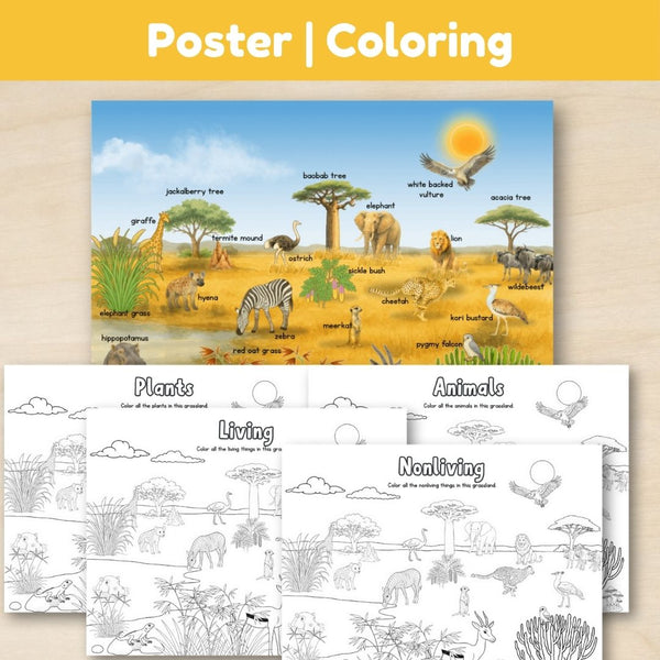 Grassland Biome: Introduction - Trillium Montessori