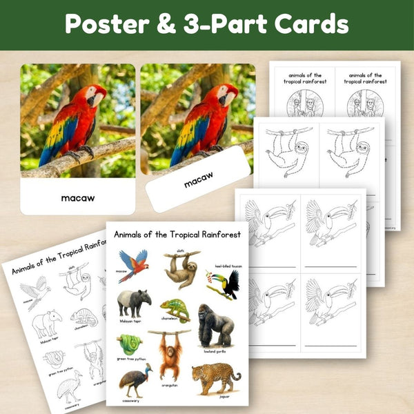 Tropical Forest Biome: Animals - Trillium Montessori