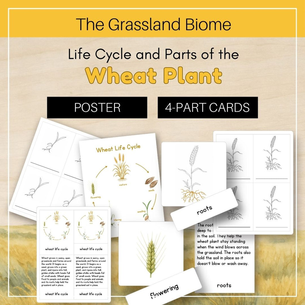 Grassland Biome: Life Cycle and Parts of a Wheat Plant - Trillium Montessori