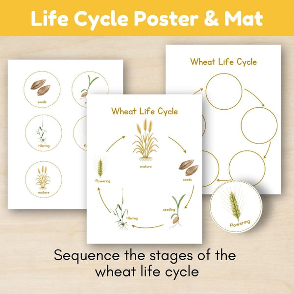 Grassland Biome: Life Cycle and Parts of a Wheat Plant - Trillium Montessori