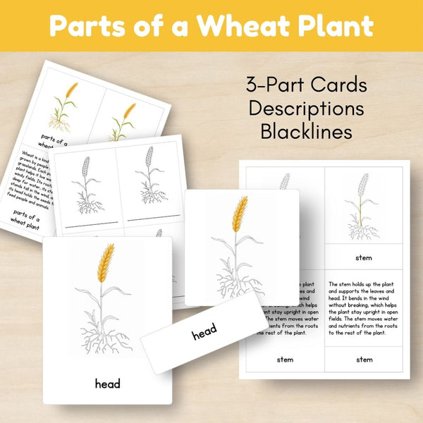 Grassland Biome: Life Cycle and Parts of a Wheat Plant - Trillium Montessori