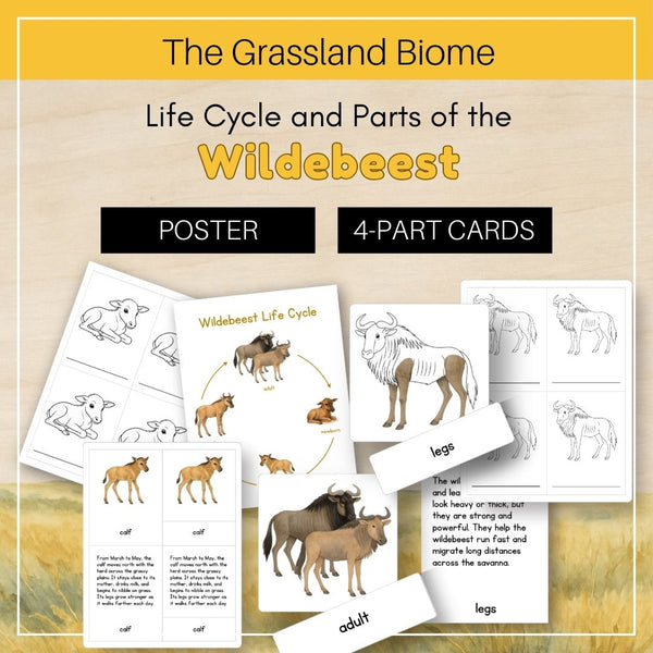 Grassland Biome: Life Cycle and Parts of a Wildebeest - Trillium Montessori