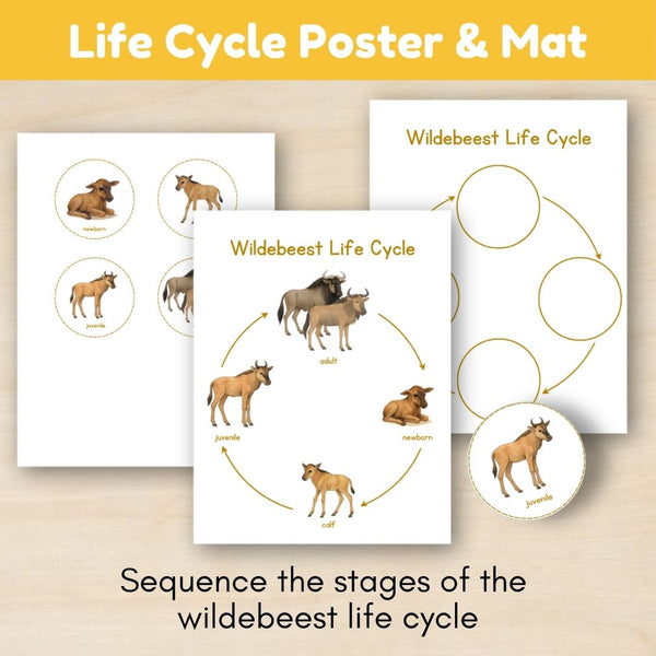 Grassland Biome: Life Cycle and Parts of a Wildebeest - Trillium Montessori
