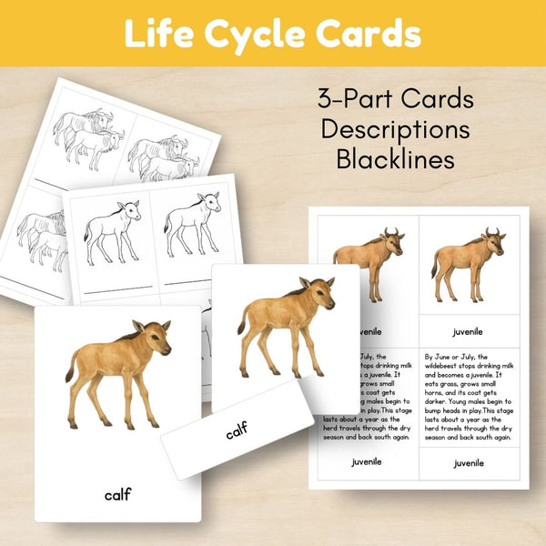 Grassland Biome: Life Cycle and Parts of a Wildebeest - Trillium Montessori