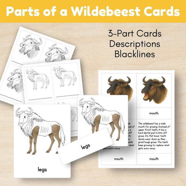 Grassland Biome: Life Cycle and Parts of a Wildebeest - Trillium Montessori