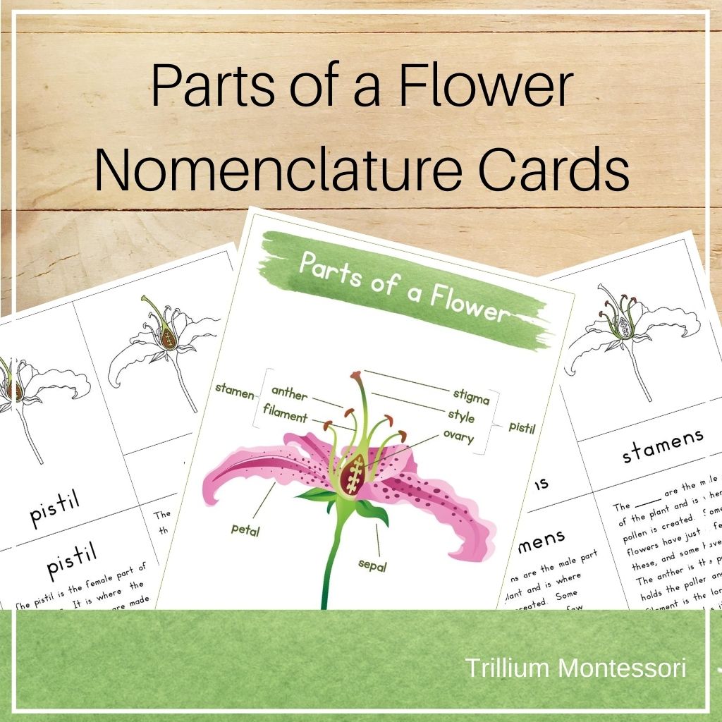 parts of lily flower Parts of a Flower Nomenclature Cards – Trillium Montessori