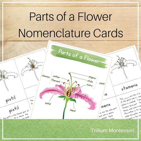 Parts of a Flower Nomenclature Cards