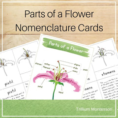 Parts of a Flower Nomenclature Cards