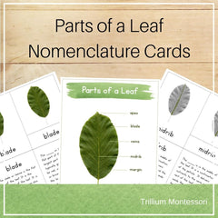 Parts of a Leaf Nomenclature Cards