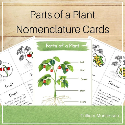Parts of a Plant Nomenclature Cards