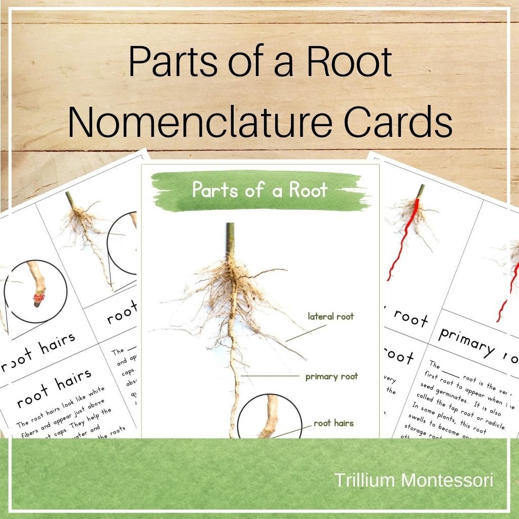 Root Annotations Parts of a Root Nomenclature Cards – Trillium Montessori