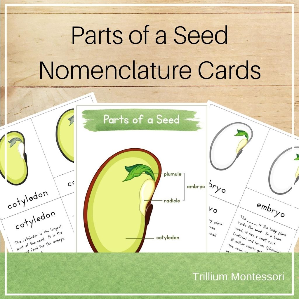 parts of a plant seed Parts of a Seed Nomenclature Cards – Trillium Montessori