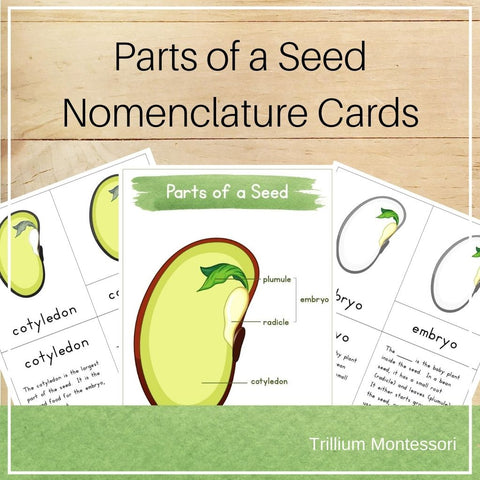Parts of a Seed Nomenclature Cards