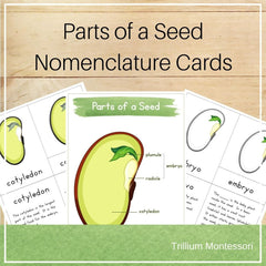 Parts of a Seed Nomenclature Cards