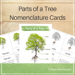 Parts of a Tree Nomenclature Cards