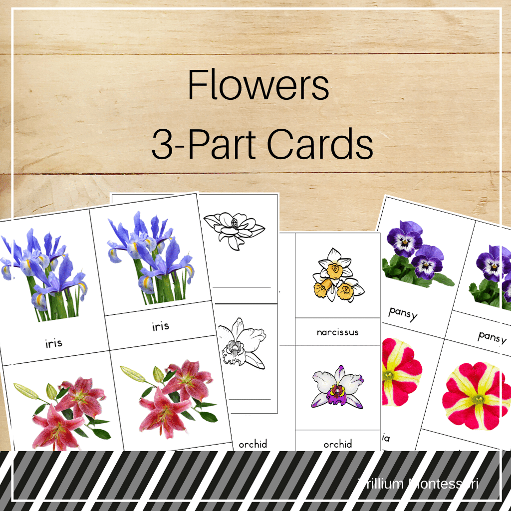 FREE Printable Flower 3-Part Cards – The Art Kit