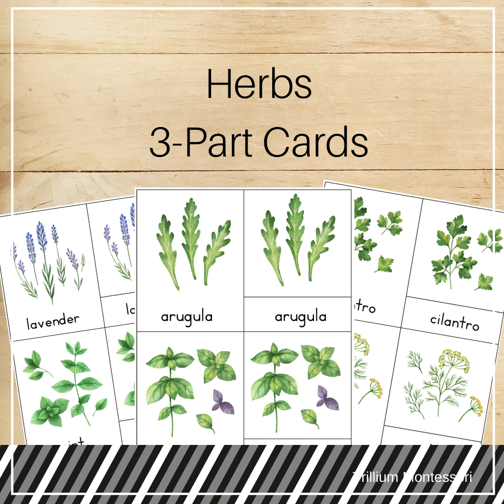 Herbs 3-Part Cards - Trillium Montessori
