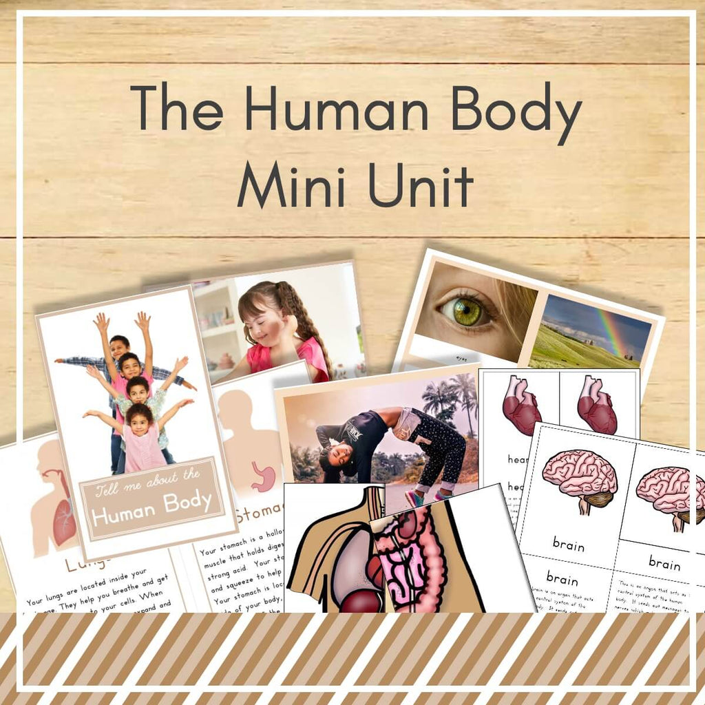 Montessori　–　Unit　Mini　Body　Human　Trillium