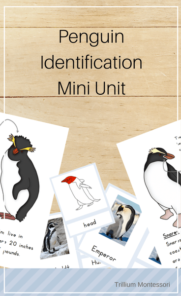 Penguin Identification Mini Unit - Trillium Montessori