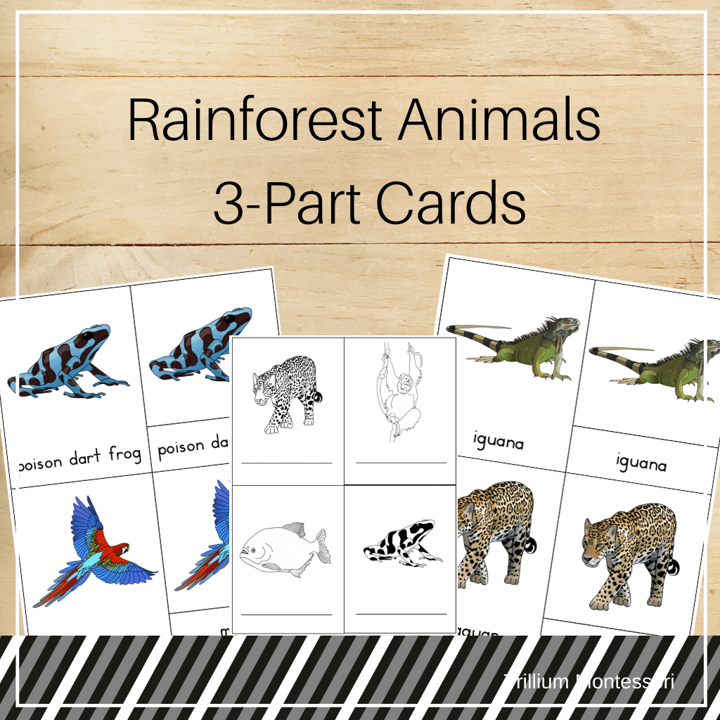 Rainforest Animals 3-Part Cards - Trillium Montessori