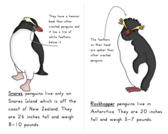 Penguin Identification Mini Unit - Trillium Montessori