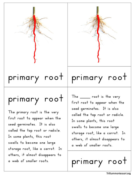 Parts of a Root Nomenclature Cards