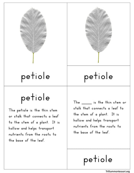 Parts of a Leaf Nomenclature Cards
