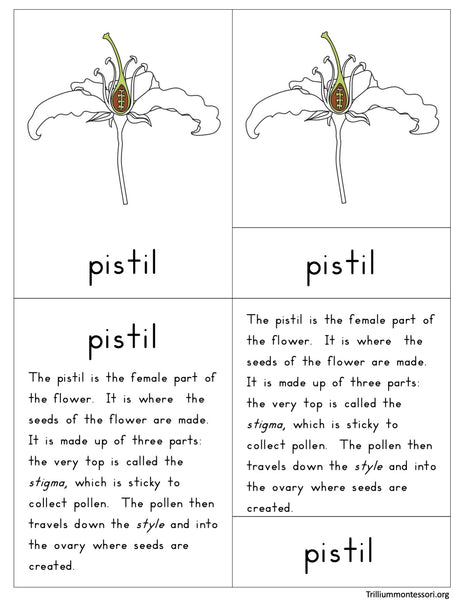 Parts of a Flower Nomenclature Cards