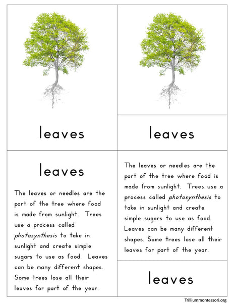 Parts of a Tree Nomenclature Cards