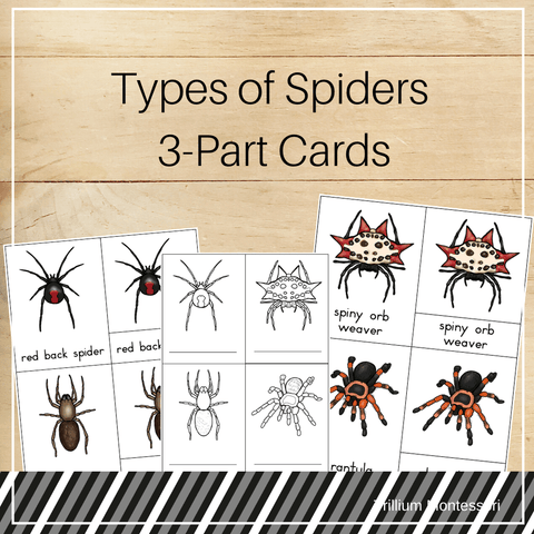 Spiders 3-Part Cards - Trillium Montessori