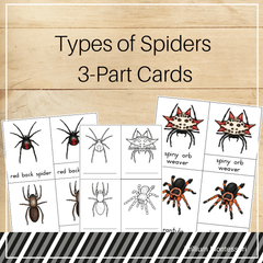 Spiders 3-Part Cards